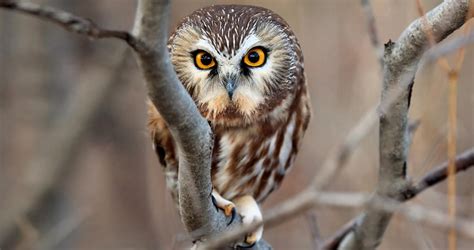 Northern Saw Whet Owl Habitat