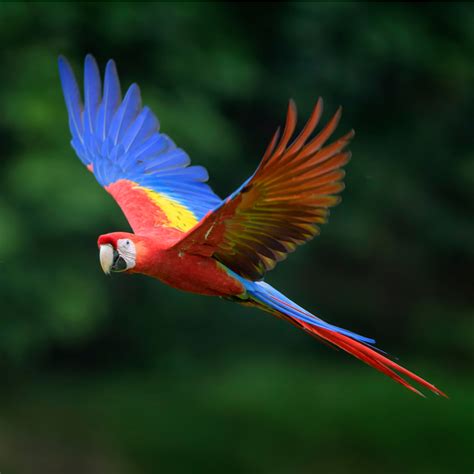 Scarlet Macaw Rainforest Animals