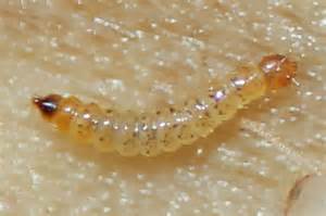 Larva In Termite Colony Bugguidenet