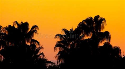 Silhouette Of Palm Trees At Sunset Stock Photo Image Of Water