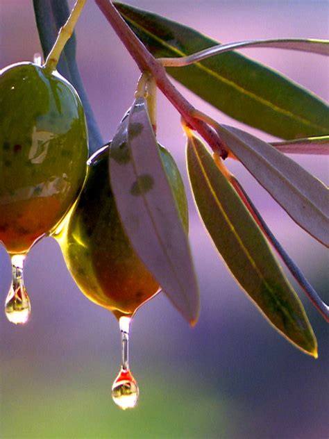 Free Download Olive Tree The T Of The Goddess 1920x1080 For Your Desktop Mobile And Tablet