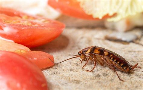 Five Simple Yet Effective Cockroach Prevention Tips For Denver Property Owners