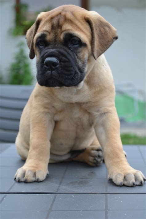 Everything About Your Bullmastiff Luv My Dogs