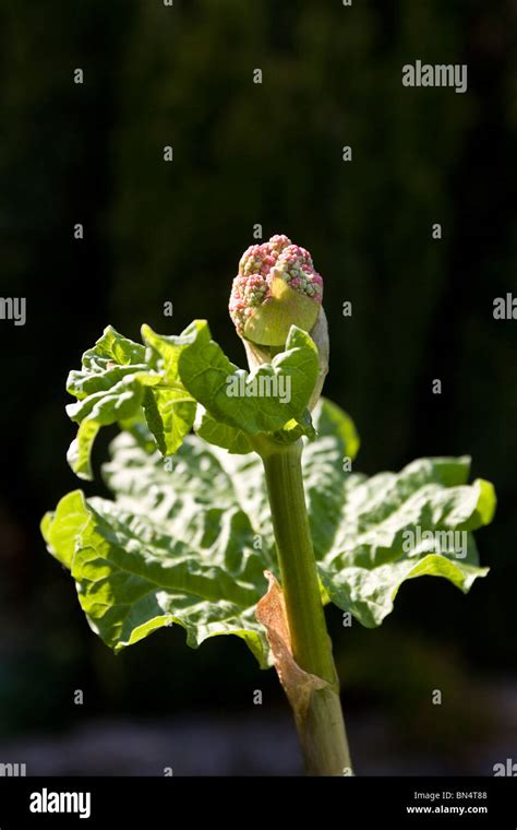 Rhubarb That Has Gone To Seed Stock Photo Alamy