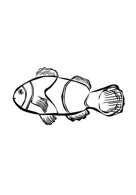 Nemo clown fish coloring page. Picture of Clown Fish Coloring Pages | Best Place to Color