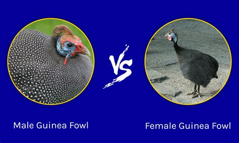 Male Vs Female Guinea Fowl What Are The Differences A Z Animals