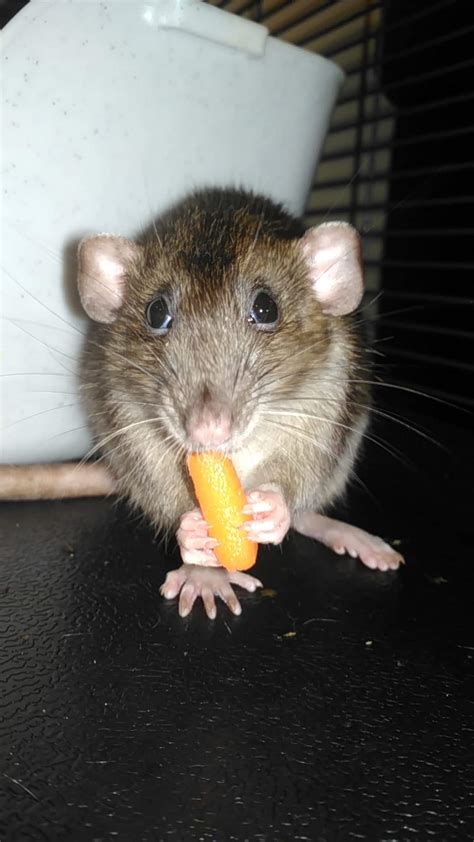Psbattle This Rat Eating A Carrot Rphotoshopbattles