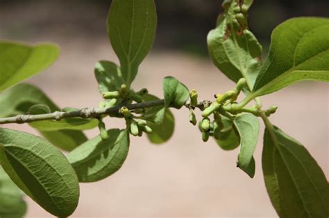 West African Plants A Photo Guide Ximenia Americana L