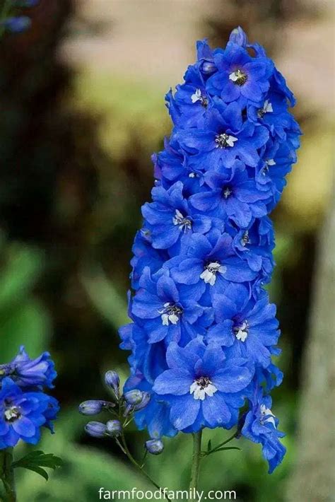 50 Types Of Blue Flowers With Names Meaning And Pictures Flowers