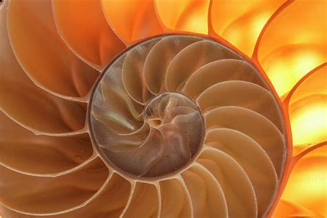 Chambered Nautilus Shell Photograph By Adam Jones Fine Art America
