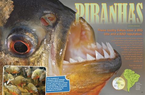 Piranhas Nwf Ranger Rick