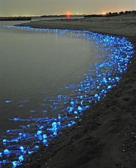 7 Bioluminescent Beaches And Bays That Glow At Night