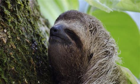 Why Are Sloths Slow And Other Sloth Facts Stories Wwf