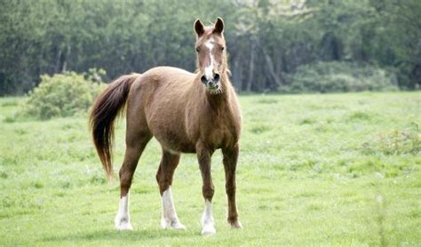 Think you know a lot about halloween? Horse Quiz- Think You Know A Lot About Horses? - ProProfs Quiz