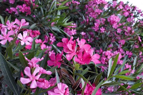 Girls Oleander Stock Photos Free And Royalty Free Stock Photos From