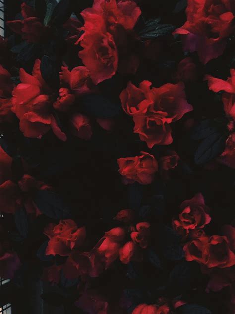 Aesthetic Black And Red Rose Wallpaper Download Free Mock Up