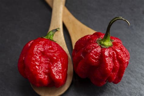 Everything You Need To Know About Trinidad Moruga Scorpion Peppers Ghost Scream Hot Sauce