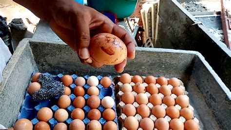 C Mo Se Limpian Los Huevos De Gallina Lilimpieza