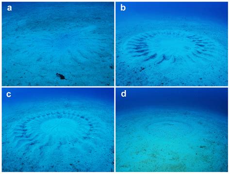Pufferfish Love Explains Mysterious Underwater Circles Society For