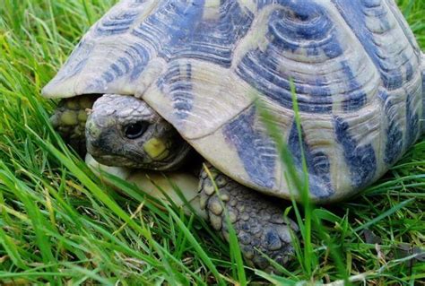 Types of Pet Tortoises - How to Take Care of a Turtle