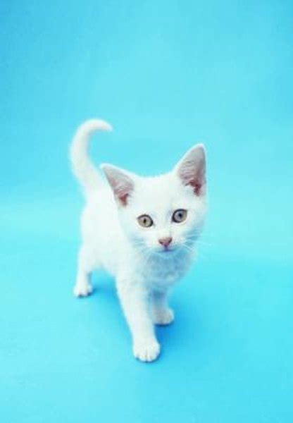Cute Names For White Kittens Pets