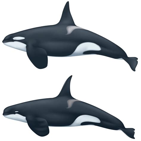 Mysterious Killer Whales Seen Off The Coast Of Chile Could