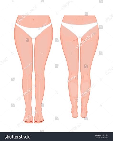 Posterior Frontal Anterior Back Views Sides Stock Vector Royalty Free