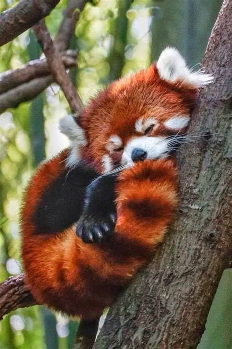 Super Cute Red Panda