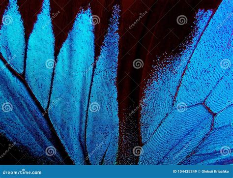 Wings Of The Butterfly Ulysses Closeup Stock Image Image Of Detail