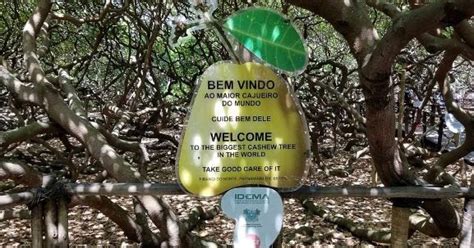 Rumus konversi dari satuan are ke satuan meter persegi ($\mathrm{m^2}$) berapa luas rumah bu minda dalam meter persegi (${m^2}$)? Pokok Gajus Terbesar Di Dunia, Tumbesar Sejak 130 Tahun ...