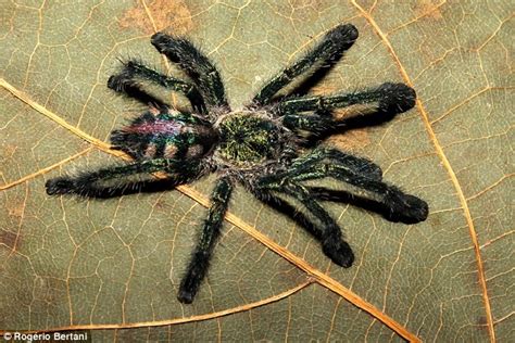 Ybyrapora diversipes is a species of spider in the family theraphosidae found in brazil. Three bird-eating tarantulas discovered in South America ...