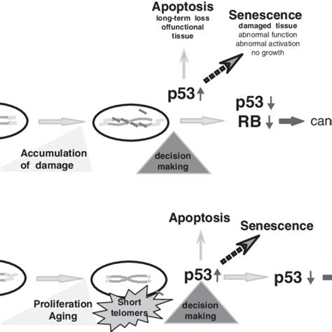 the p53 prb pathway of senescence control senescence signaling induces download scientific
