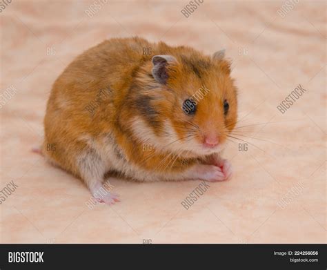 Funny Syrian Hamster Image And Photo Free Trial Bigstock