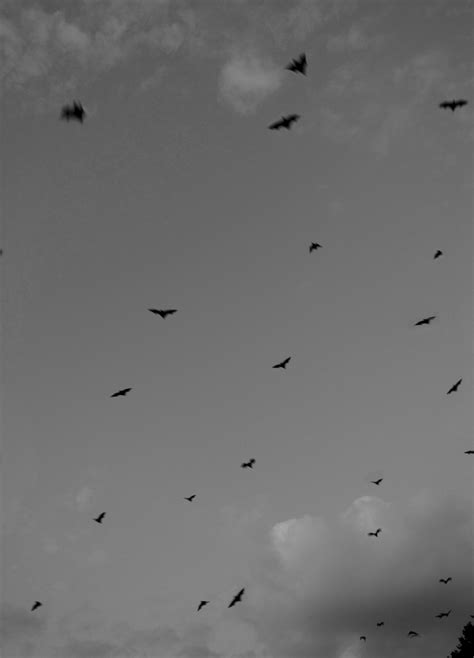 Image Of Flock Of Bats Creepyhalloweenimages