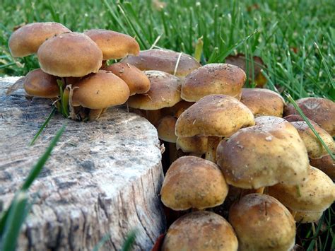 Toadstool Mushroom Mushrooms Tree Free Photo On Pixabay Pixabay