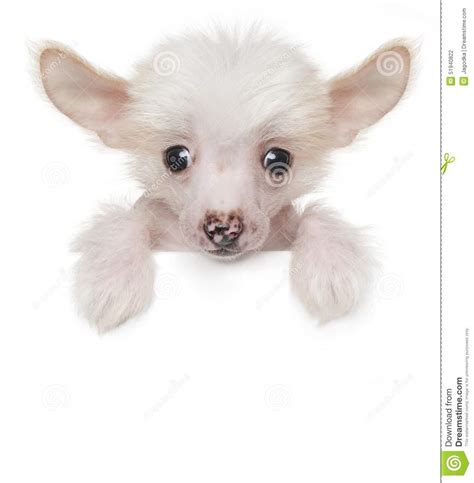 Funny Cute Chinese Crested Puppy Above White Banner Stock