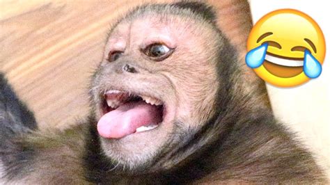 Capuchin Monkey Giggles And Play Time Youtube