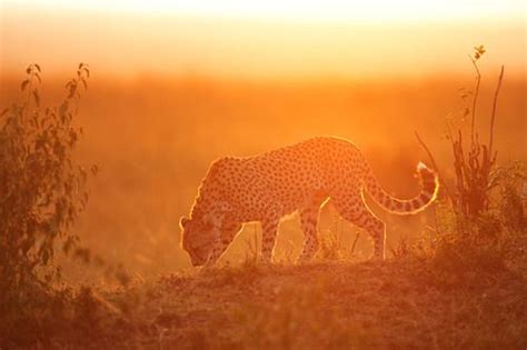 Cheetah At Sunset By Serhatdemiroglu Small Wild Cats Big Cats Masai