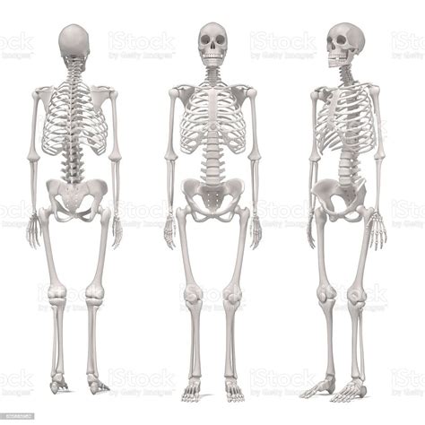 Female Skeleton Stock Photo Download Image Now Istock
