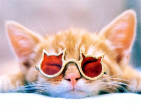 These Animals In Sunglasses Are Too Cool For School Coy Guff