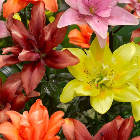 Lily Double Asiatic Mixed Express Garden Shop