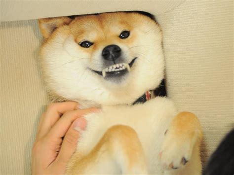 Such Angry Doge Know Your Meme