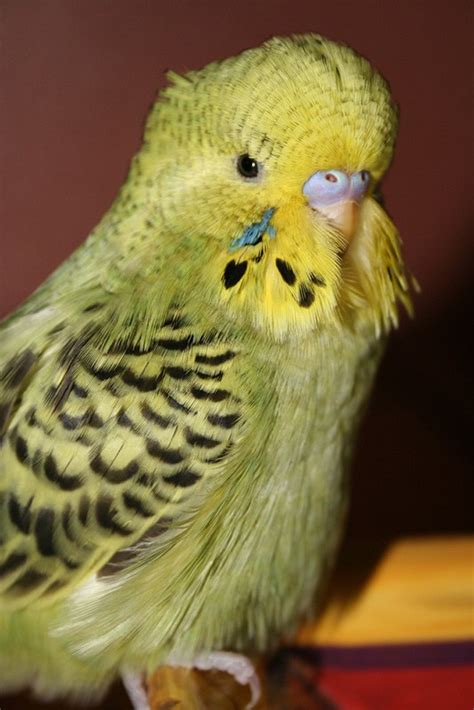 English Budgie Care Guide Size Personality Lifespan And Price