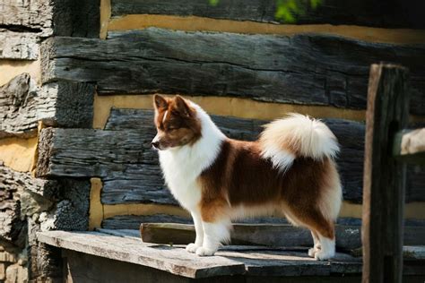 Are Icelandic Sheepdogs Akc Eligible