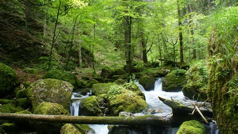 Free Images Tree Rock Waterfall Wilderness Wood River Foliage