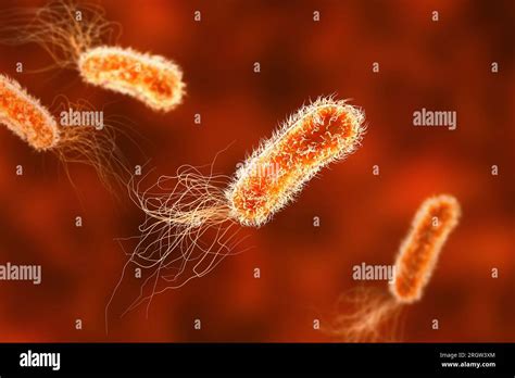 Pseudomonas Aeruginosa Bacteria Illustration Stock Photo Alamy