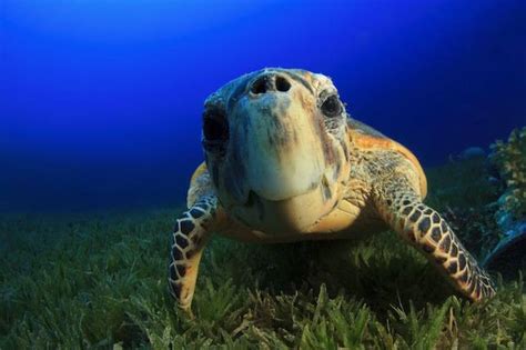 Critically Endangered Sea Turtles Rebound In Nicaragua