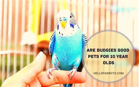 Are Budgies Good Pets For A 10 Year Olds