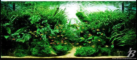 It is the considered placement of rocks, stones, and driftwood inside an aquarium to create an aesthetically pleasing display. Pics Collection of Truly Inspired Aquascape | kinds of ...