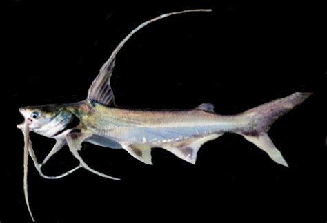 Long Barbeled Sea Catfish Mexican